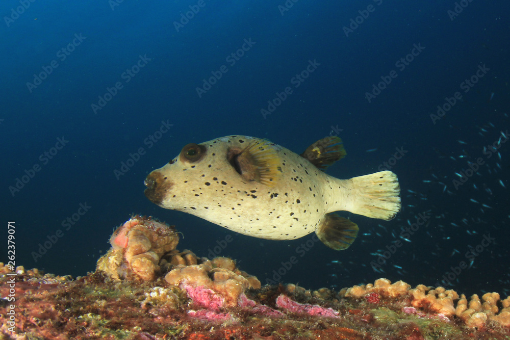 Underwater coral reef and fish in Indian Ocean Underwater coral reef and fish in Indian Ocean