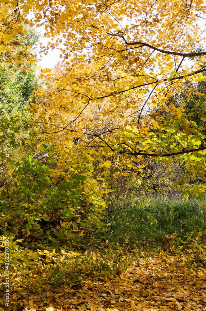 trees with yellow leaves in the park at autumn. background, nature.