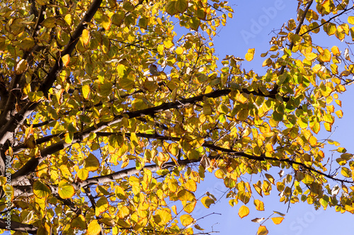 yellow leafs of tree an autumn on the sky background. nature, seasonal.