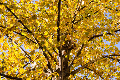 yellow leafs of tree an autumn on the sky background. nature, seasonal.