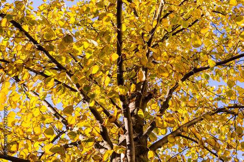 yellow leafs of tree an autumn on the sky background. nature, seasonal.