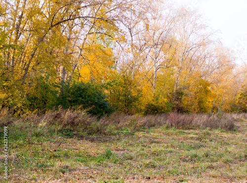 trees with yellow leaves in the park at autumn. background, nature.