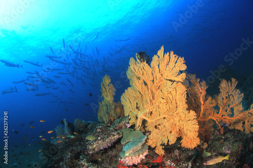 Underwater coral reef and fish in Indian Ocean 