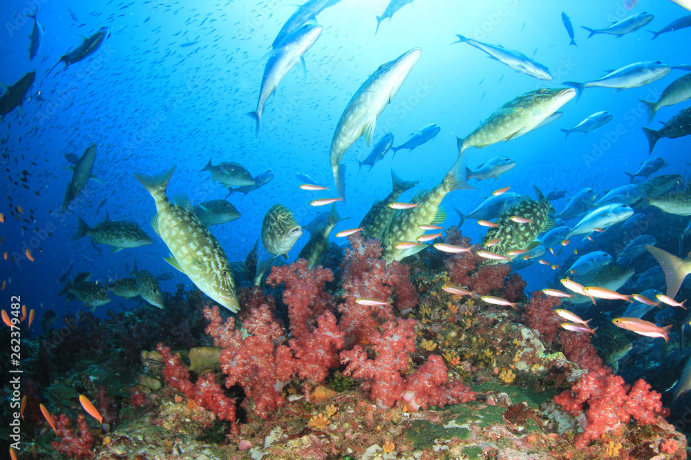 Fototapeta premium Underwater coral reef and fish in Indian Ocean 