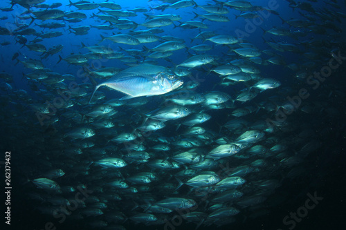 Tuna fish underwater 