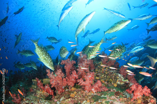 Underwater coral reef and fish in Indian Ocean  © Richard Carey