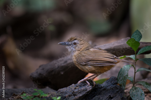 Streaked Wren Babbler Wet on the branches photo