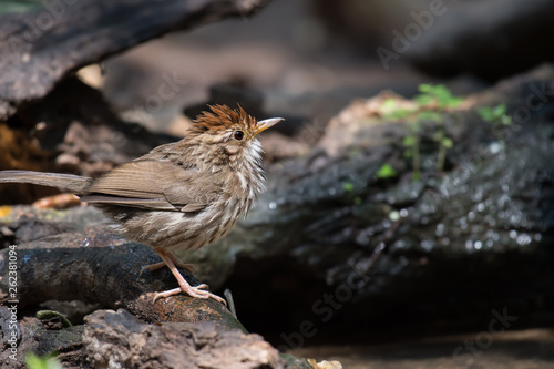 Streaked Wren Babbler Wet on the branches photo