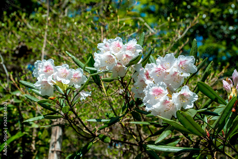 Obraz premium シャクナゲ