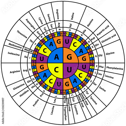 Amino Acid Sequence chart photo