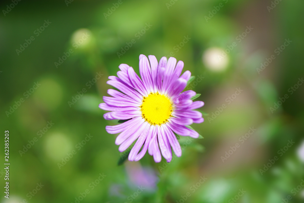 daisy in ground daisy in ground