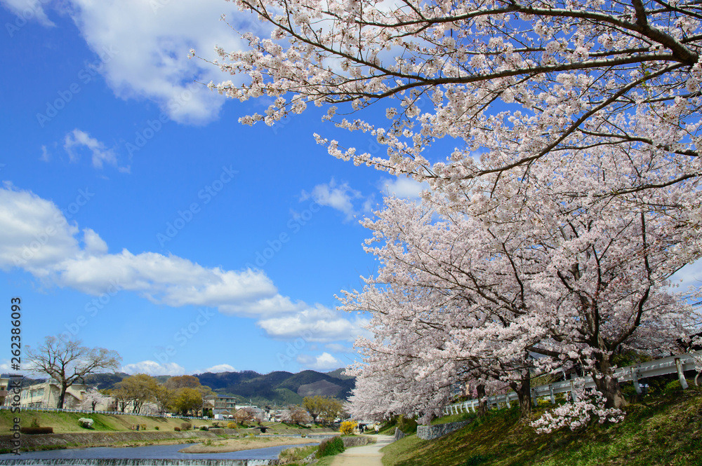 日本の春　京都の桜