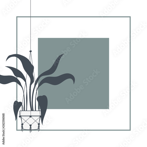 houseplants on macrame hangers and frame