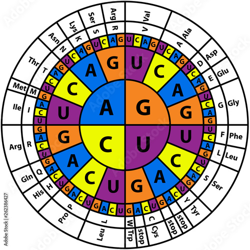 Amino Acid Sequence chart