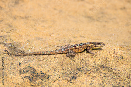 Side blotched lizard on rock in California