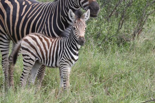 Steppenzebra   Burchell s Zebra   Equus burchellii...