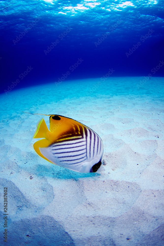 トゲチョウチョウウオ イソギンチャク 熱帯魚 サンゴ サンゴ礁 珊瑚礁 スキューバダイビング ダイビング 水中 海中 水中撮影 座間味島 慶良間諸島 沖縄 日本 美しい海 ケラマブルー Stock Photo Adobe Stock トゲチョウチョウウオ イソギンチャク 熱帯魚 サンゴ サンゴ礁 珊瑚礁 スキューバダイビング ダイビング 水中 海中 水中撮影 座間味島 慶良間諸島 沖縄 日本 美しい海 ケラマブルー Stock Photo Adobe Stock