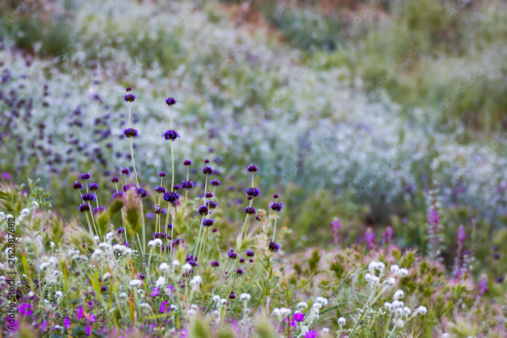 Purple White and Pink Wildflowers in California Purple White and Pink Wildflowers in California