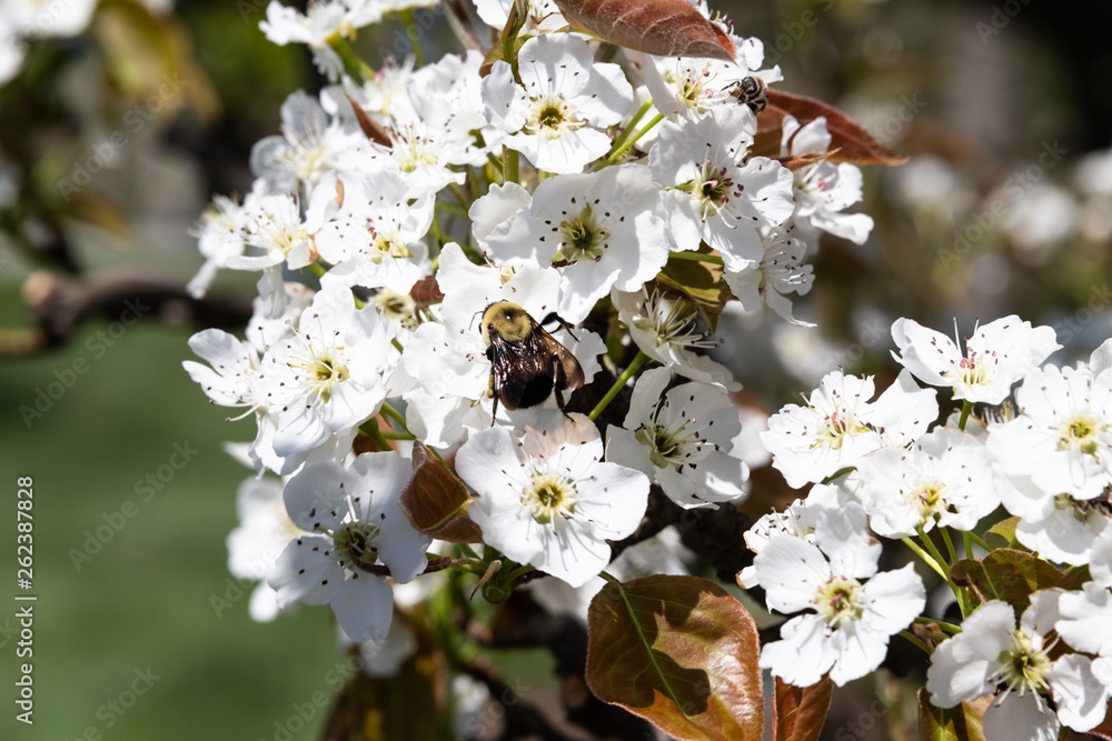 Obraz premium Bees and Cherry Blossom
