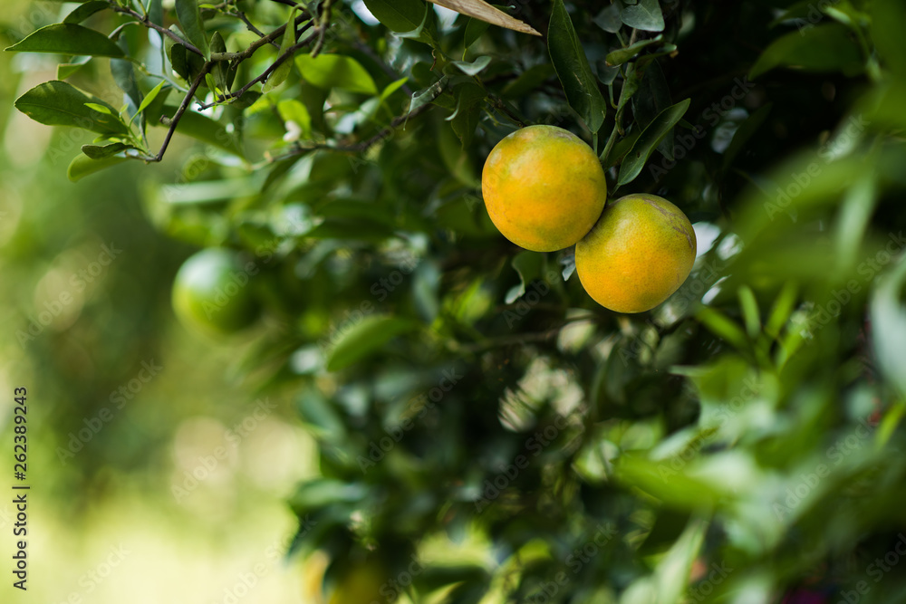 Bunch of ripe oranges hanging on a orange tree