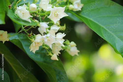 Vallaris glabra kuntze white and tiny flowers with daylight in nature photo