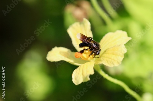 Insecto visitando flores masculinas de "cundeamor" (Momordica charantia)  © Carlos