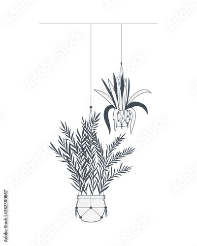 houseplants on macrame hangers icon