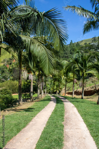 Road in the middle of beautiful green grass surrounded by coconut trees with mountains in the background
