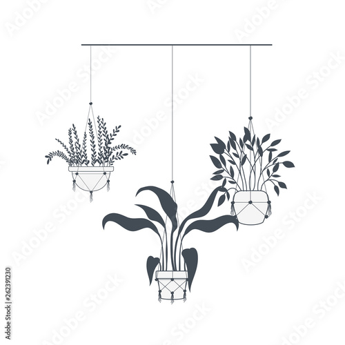 houseplants on macrame hangers icon