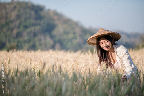 Vietnamese female farmer Wheat harvest