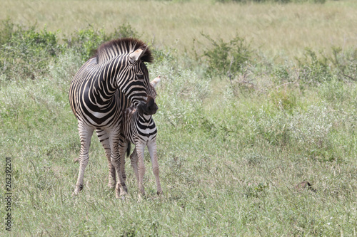 Steppenzebra   Burchell s Zebra   Equus burchellii...