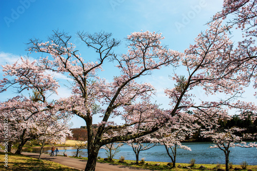 志高湖の桜 © chameleon