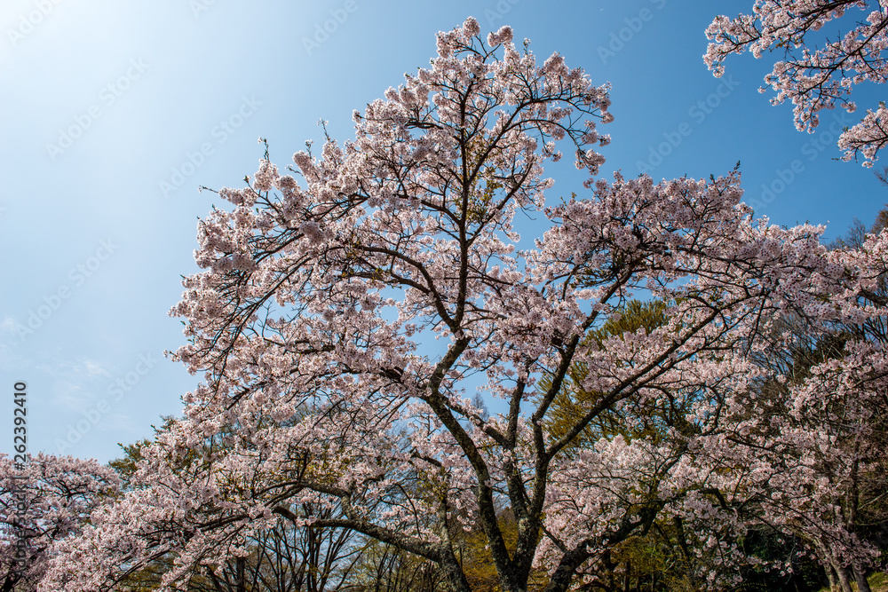 志高湖の桜