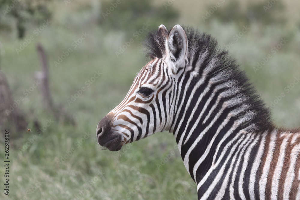 Steppenzebra / Burchell's Zebra / Equus burchellii... Steppenzebra / Burchell's Zebra / Equus burchellii...