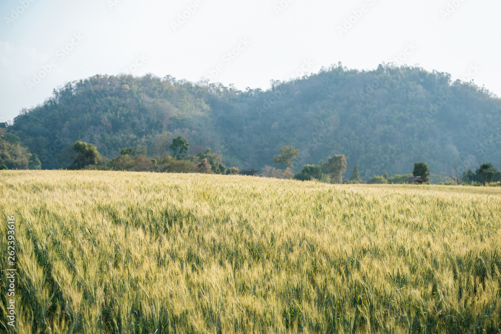 field of wheat farm
