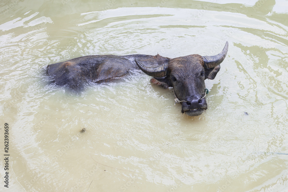 Fototapeta premium Big Bafflo are happy play water in the pool in the sunshine day and Hot day in summer Thailand. Animal cow in the water pool