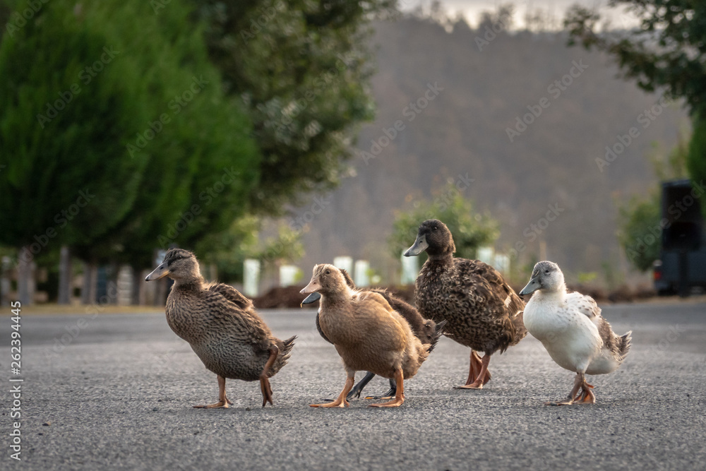 Teenage duck gang crossing a road Teenage duck gang crossing a road