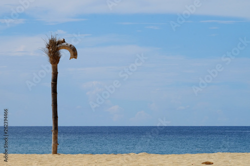 Bamboo pole on the sand beach for decoration