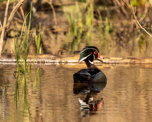 A beautiful wood duck out for a swim. 