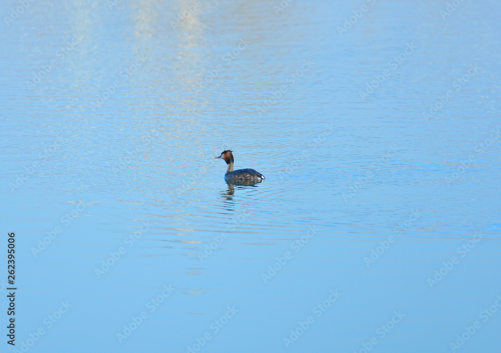 Crested grebe in water Crested grebe in water