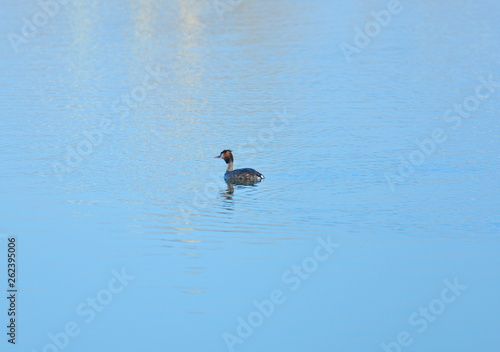 Crested grebe in water