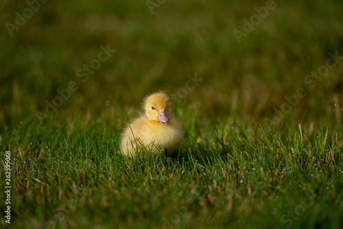 Cute baby duckling in a grassy paddock photo