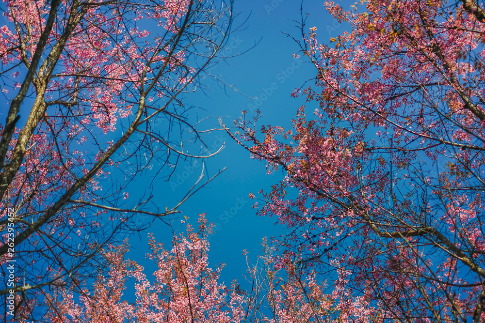 Soft wild Himalayan Cherry flower (Prunus cerasoides),Giant tiger flower against blue sky in PangKhon Sakura Mountain, Chiang Rai, Thailand Soft wild Himalayan Cherry flower (Prunus cerasoides),Giant tiger flower against blue sky in PangKhon Sakura Mountain, Chiang Rai, Thailand