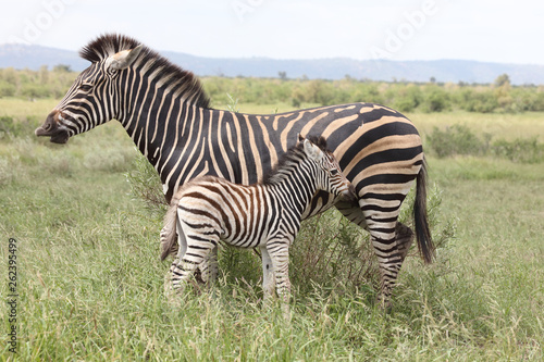 Steppenzebra / Burchell's Zebra / Equus burchellii...