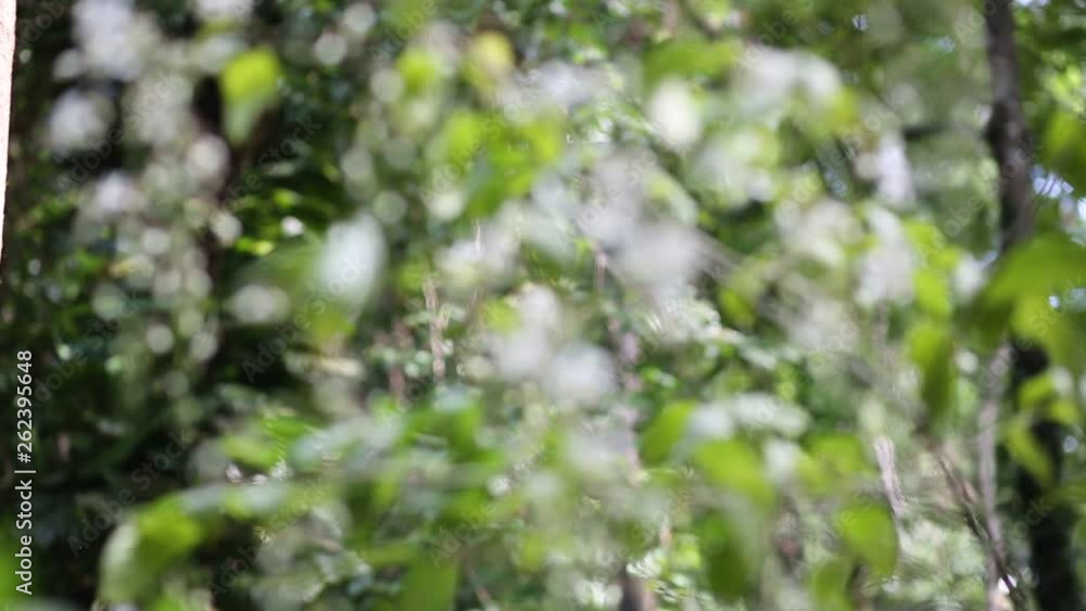 flowers in small clusters on a cherry tree branch, fading in to white. Shallow depth of field. Focus on center flower cluster. flowers in small clusters on a cherry tree branch, fading in to white. Shallow depth of field. Focus on center flower cluster.