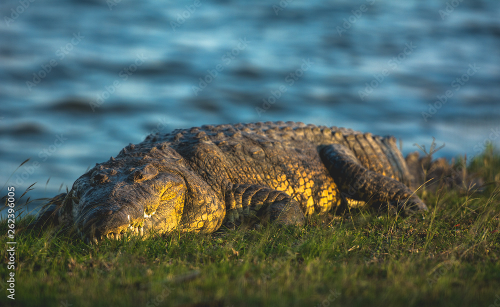 Naklejka premium Fauna Urbana