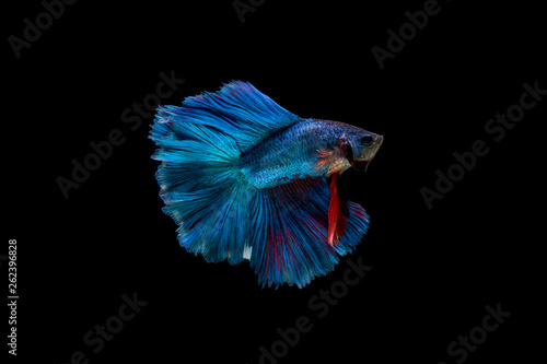 Beautiful colorful of siamese betta fish