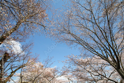 吉野山の桜