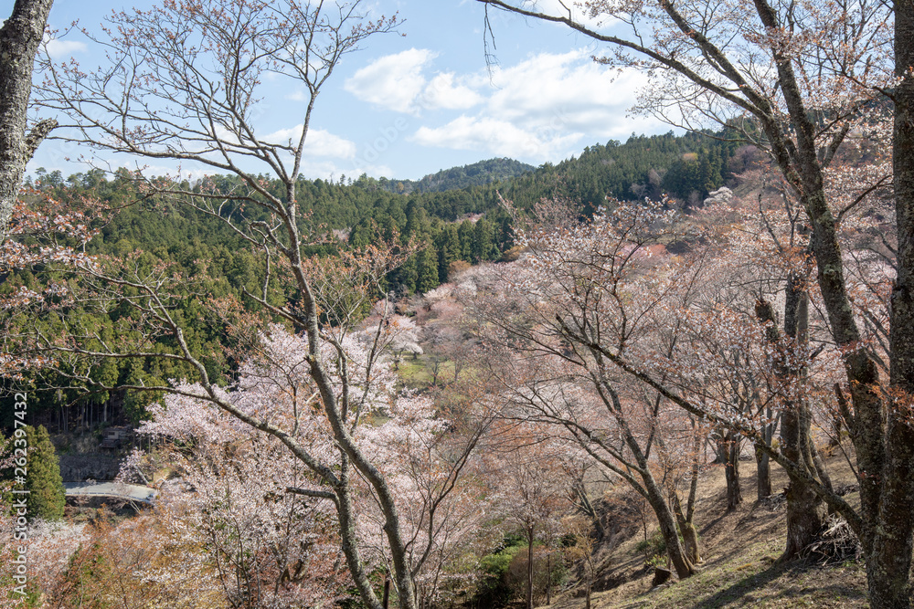吉野山の桜 吉野山の桜