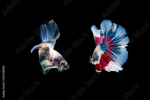 Beautiful colorful of siamese betta fish